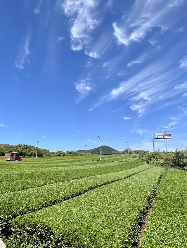 綠茶