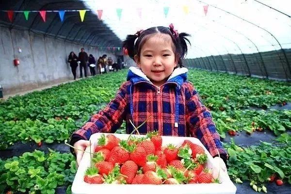 strawberry